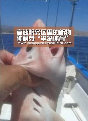 半岛体育下载